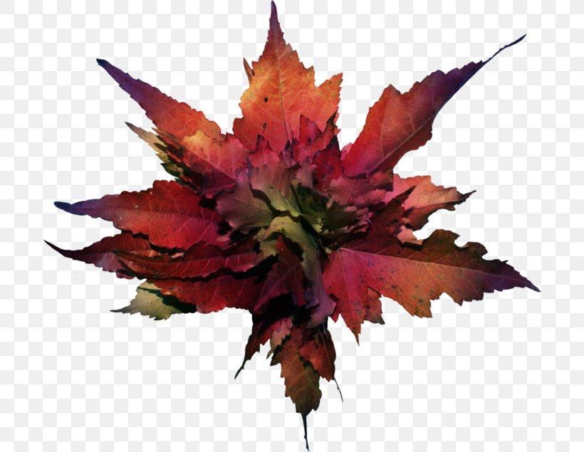 Autumn Leaf Color Autumn Leaf Color Clip Art, PNG, 700x635px, Leaf, Autumn, Autumn Leaf Color, Flower, Flowering Plant Download Free