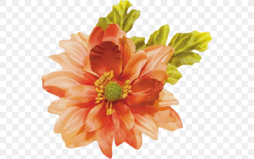 Cut Flowers Petal Chrysanthemum Diyarbakır, PNG, 551x512px, Flower, Chrysanthemum, Chrysanths, Cut Flowers, Daisy Family Download Free
