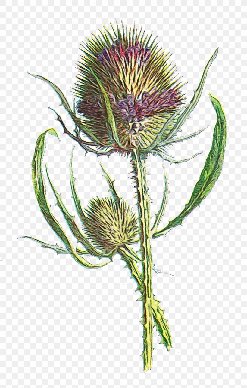 European Marsh Thistle Plant Flower Teasel Thistle, PNG, 1017x1600px, Watercolor, Artichoke Thistle, Burdock, European Marsh Thistle, Flower Download Free
