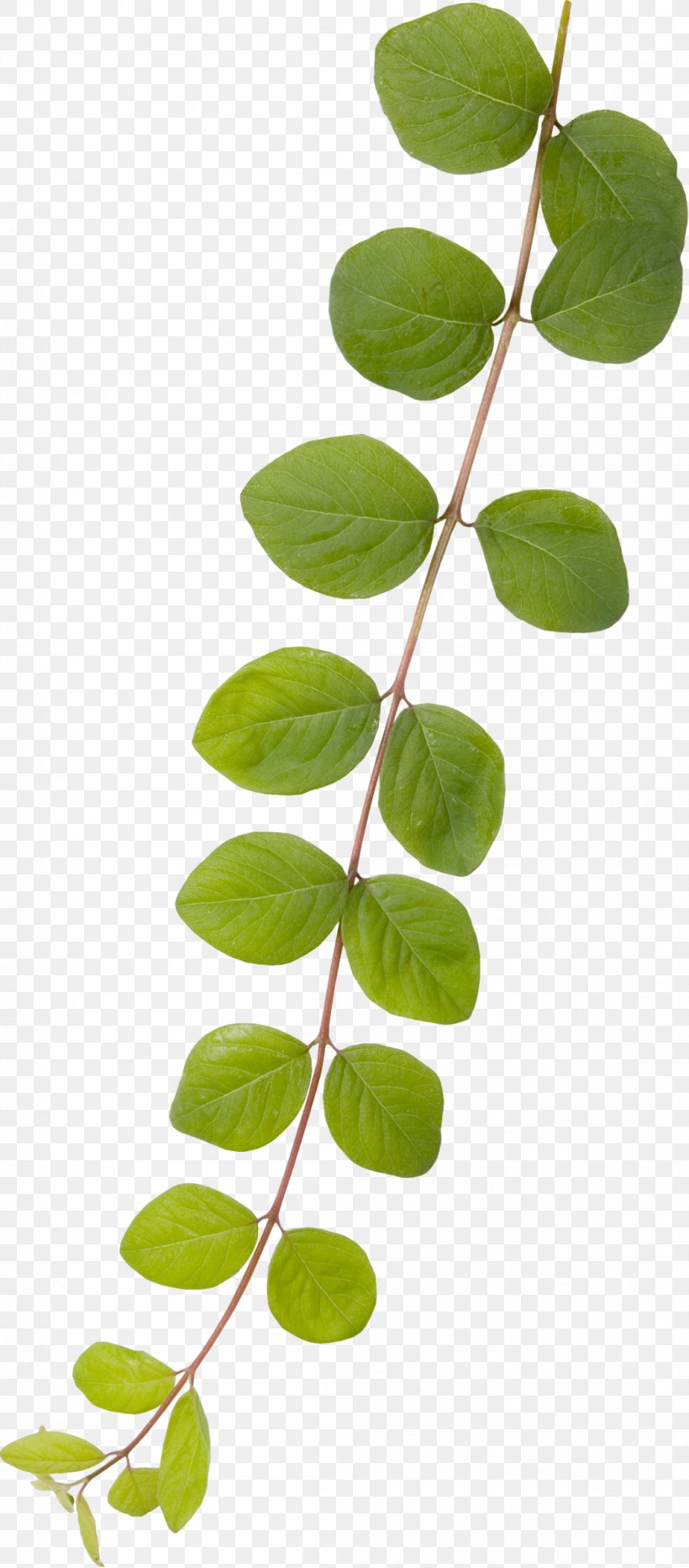 Leaf Branch Green, PNG, 1055x2400px, Leaf, Branch, Gratis, Green, Plant Download Free