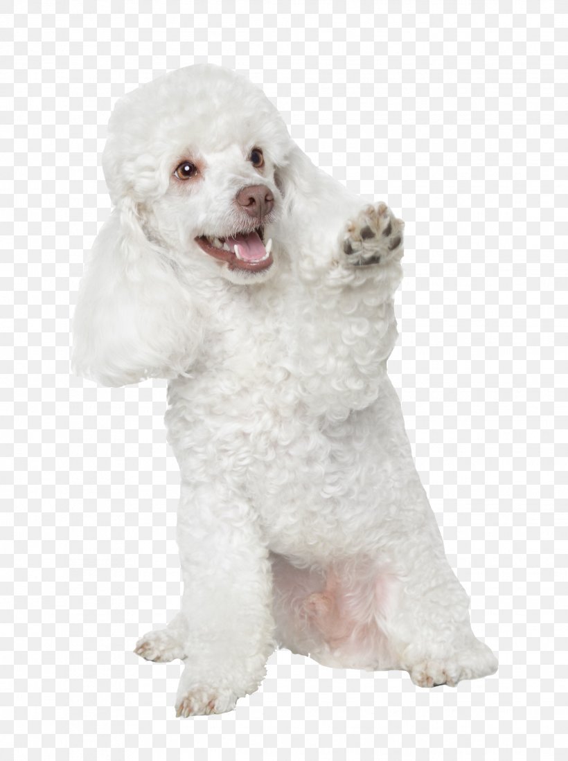 Toy Poodle Miniature Poodle Standard Poodle Puppy, PNG, 2238x3000px ...