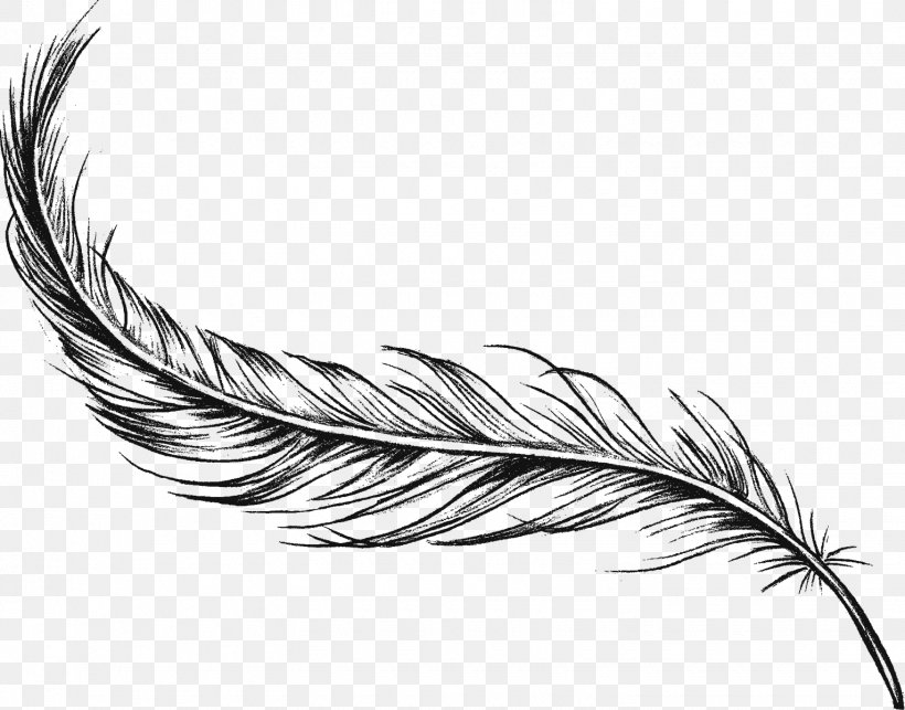 Feather Drawing Art Charcoal, PNG, 1530x1200px, Feather, Art, Beak, Bird, Black And White Download Free