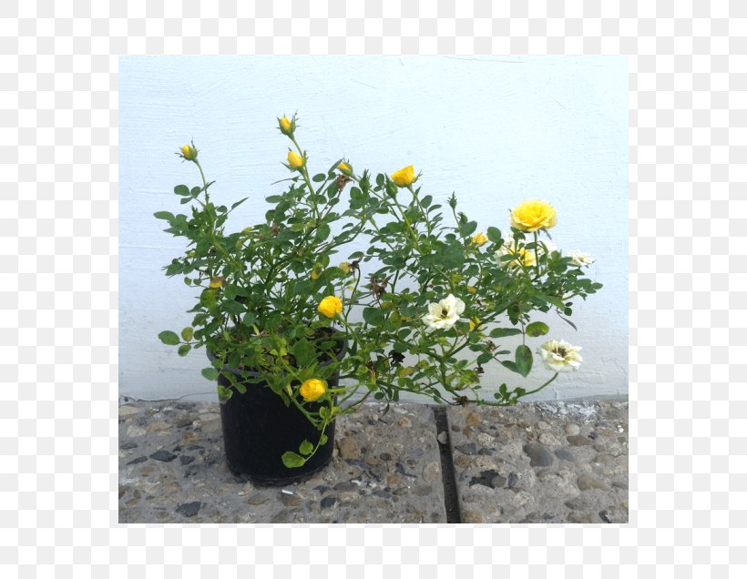 Flowerpot Annual Plant Herb Flowering Plant, PNG, 560x636px, Flower, Annual Plant, Flowering Plant, Flowerpot, Herb Download Free