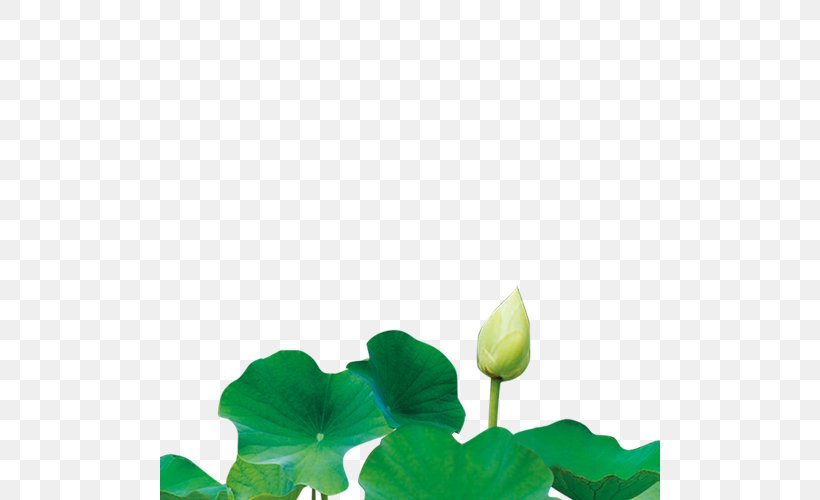 Nelumbo Nucifera U516bu5b57 Chinese Fortune Telling Poster, PNG, 500x500px, Nelumbo Nucifera, Advertising, Annual Plant, Aquatic Plant, Chinese Fortune Telling Download Free