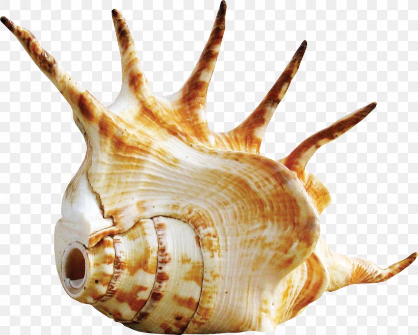 Tiny Fingers Megafauna Pasadena Matador The Reduction Wheel Massive Fingers Spacetrip, PNG, 1280x1028px, Tiny Fingers, Animal Source Foods, Boaz Bentur, Conch, Conchology Download Free