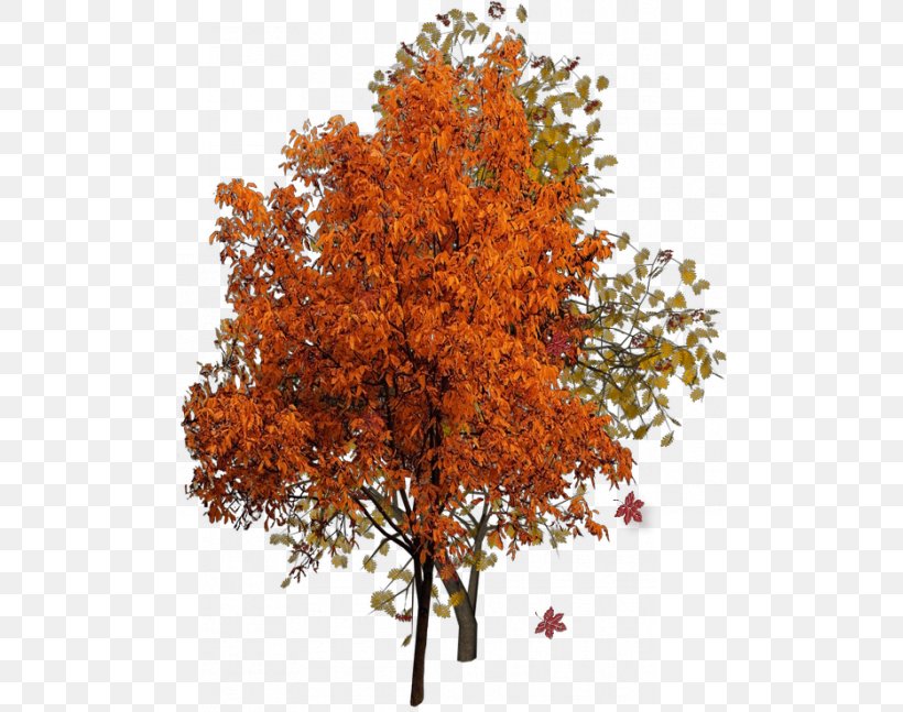 Tree Autumn, PNG, 500x647px, Autumn, Autumn Leaf Color, Branch, Deciduous, Maple Leaf Download Free