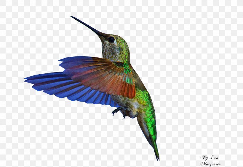 Bee Hummingbird GIF, PNG, 1400x960px, Hummingbird, Animation, Beak, Bee Hummingbird, Bird Download Free