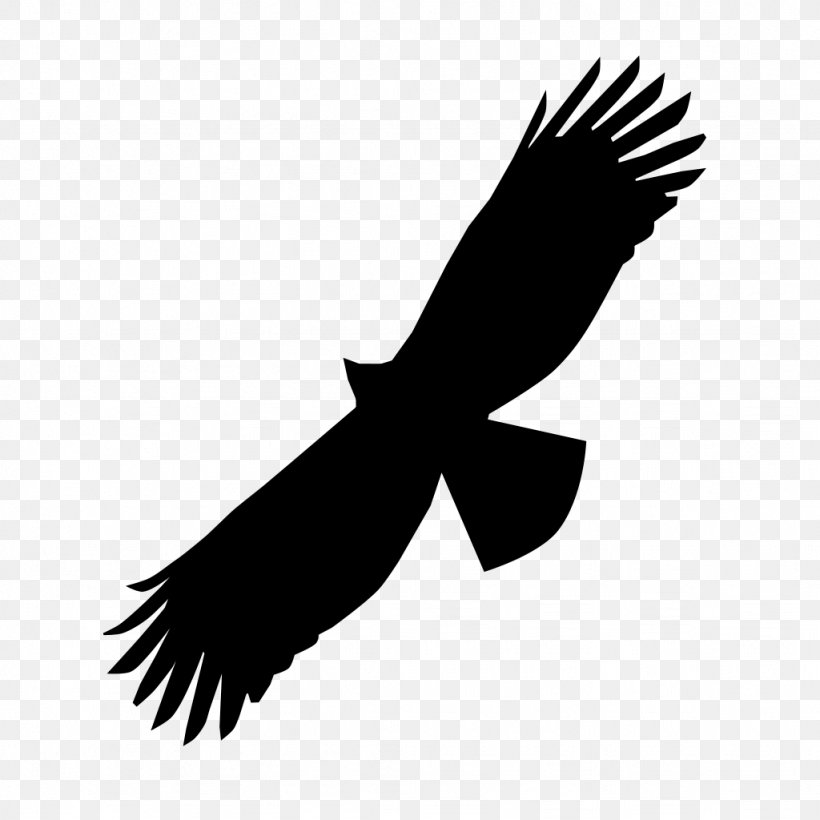 Black Eagle Bird Of Prey Bald Eagle Beak, PNG, 1024x1024px, Eagle, Accipitridae, Accipitriformes, Bald Eagle, Beak Download Free