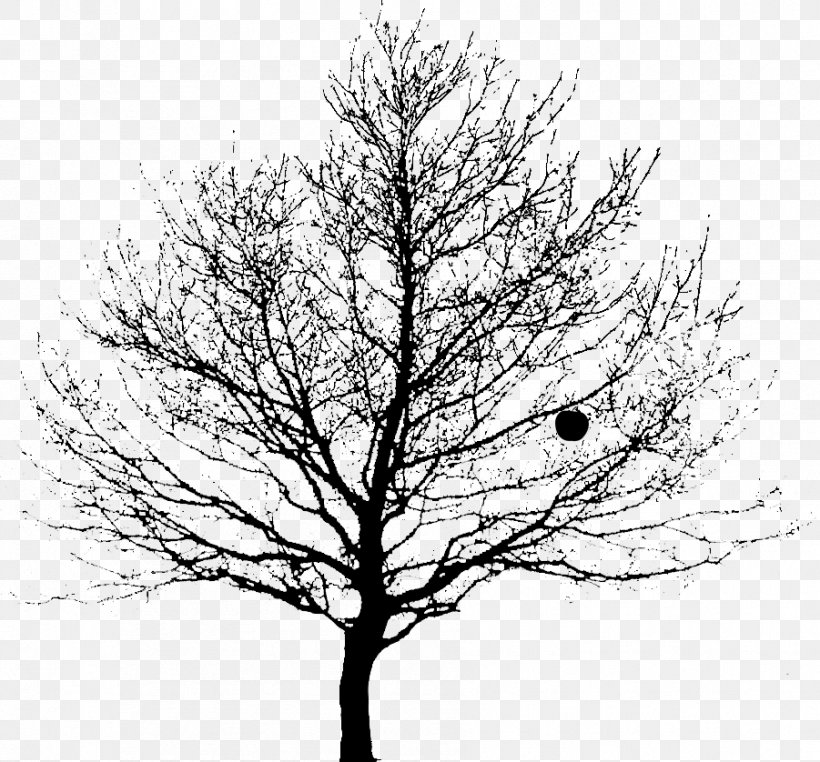Drawing Tree Clip Art Image Twig, PNG, 901x838px, Drawing, American Larch, Art, Blackandwhite, Branch Download Free