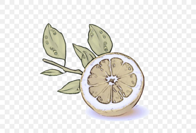Leaf Lemon Citrus Plant Fruit, PNG, 600x558px, Leaf, Citrus, Flower, Fruit, Lemon Download Free