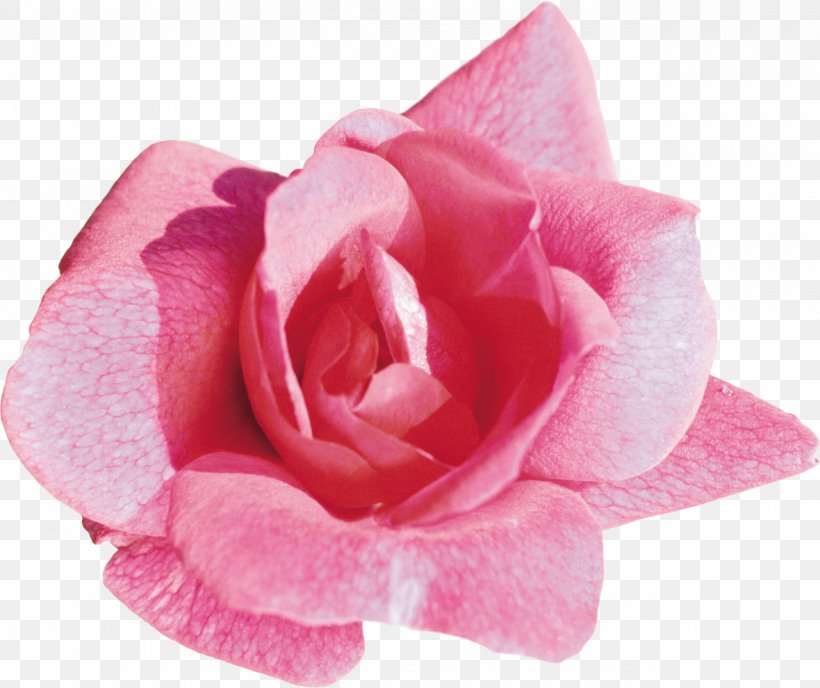 Light Rose Desktop Wallpaper Flower Pink, PNG, 1280x1074px, Light, Color, Cut Flowers, Floribunda, Flower Download Free