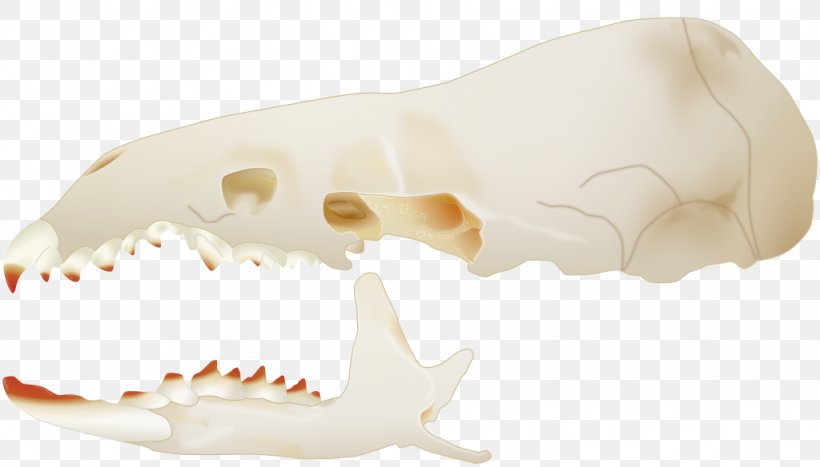 Marsh Shrew Skull Greater White-toothed Shrew Velociraptor, PNG, 1024x584px, Shrew, Bone, Etruscan Shrew, Eye, Genus Download Free