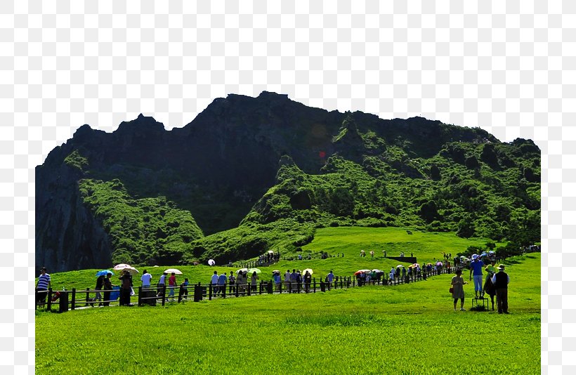 Seongsan Ilchulbong Seongsan Sunrise Peak Tourism, PNG, 720x534px, Seongsan Ilchulbong, Agriculture, Cattle Like Mammal, Farm, Field Download Free