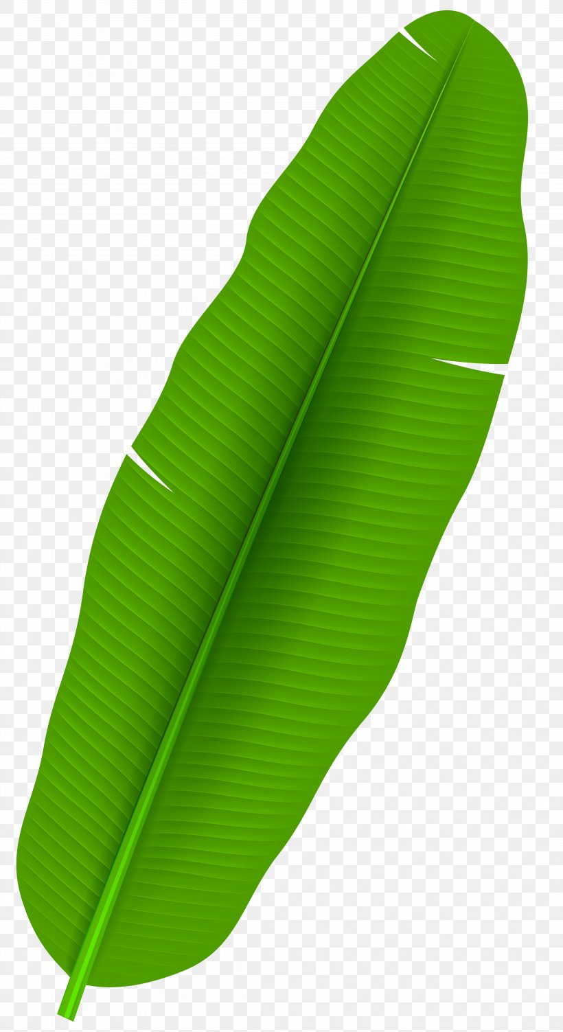 Banana Leaf Arecaceae Clip Art, PNG, 4363x8000px, Leaf, Arecaceae, Autumn Leaf Color, Banana, Banana Leaf Download Free