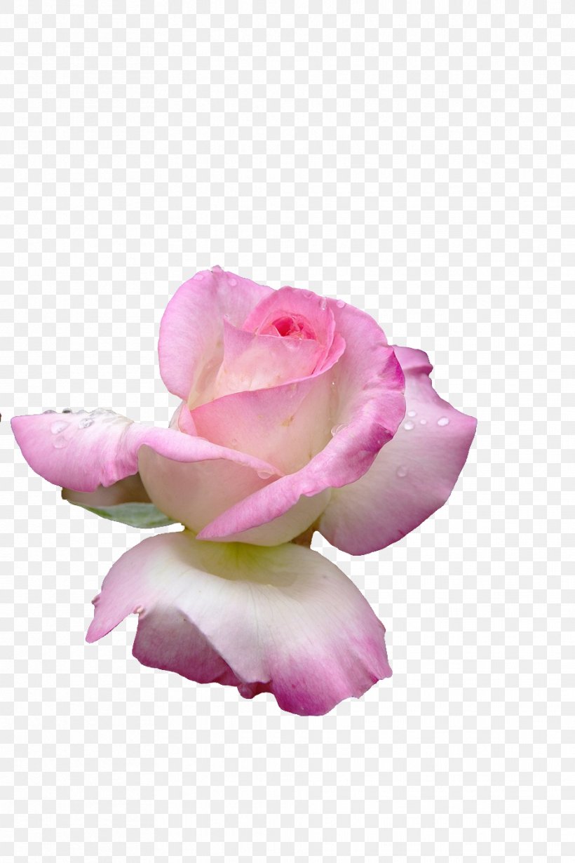 Garden Roses Cabbage Rose Petal Cut Flowers, PNG, 936x1404px, Garden Roses, Cabbage Rose, Close Up, Cut Flowers, Flower Download Free