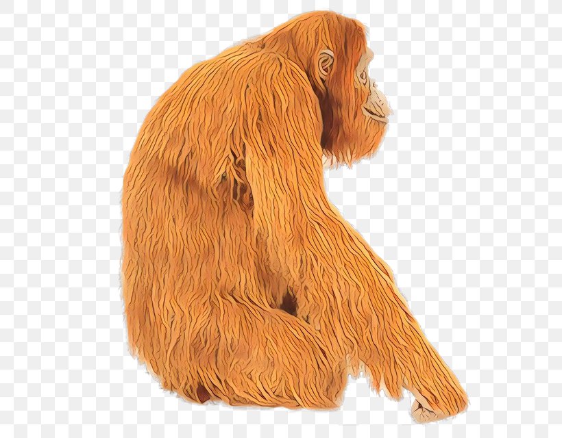 Orangutan Great Apes Fur Carnivores Snout, PNG, 640x640px, Orangutan, Ape, Canidae, Carnivore, Carnivores Download Free
