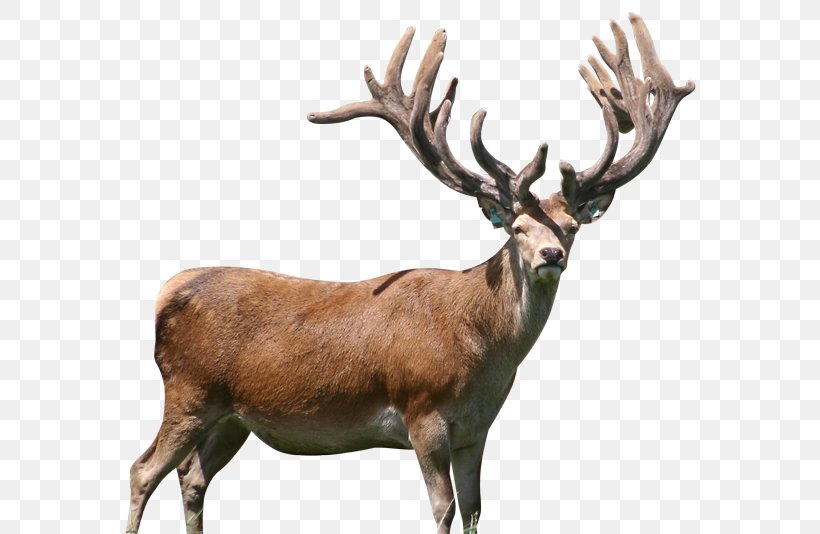 Reindeer WESTERN HUNTING & CONSERVATION EXPO Elk Mule Deer, PNG, 600x534px, Reindeer, Antler, Deer, Deer Hunting, Elk Download Free