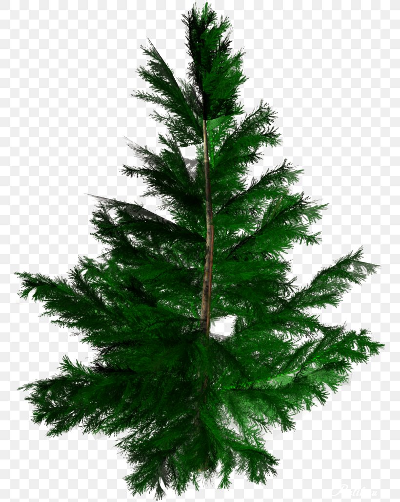 Tree Conifers Spruce Fir Woody Plant, PNG, 763x1027px, Tree, Biome, Branch, Christmas Decoration, Christmas Ornament Download Free