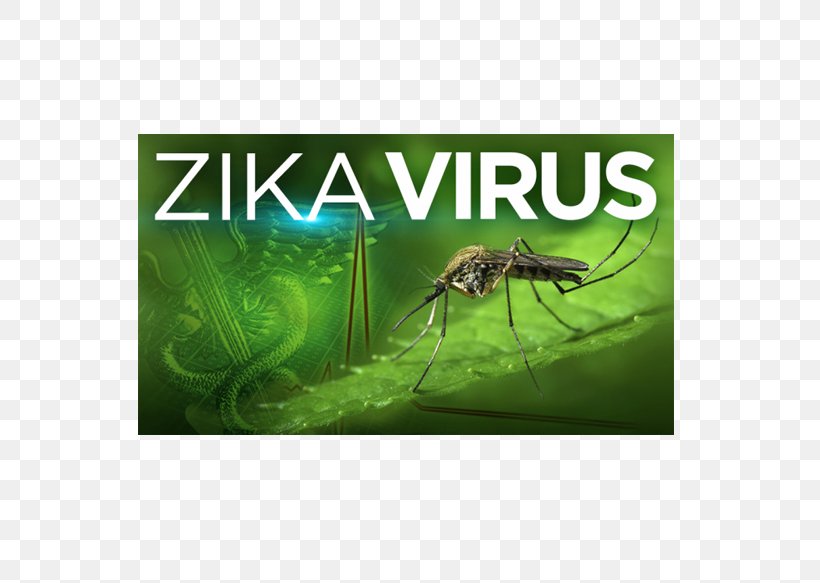 Zika Virus Ebola Virus Disease Zika Fever, PNG, 613x583px, Zika Virus, Advertising, Aedes, Dengue Fever, Disease Download Free