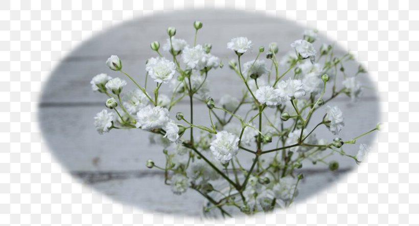 Cut Flowers Gypsophila Paniculata Plant Seed, PNG, 701x444px, Flower, Blossom, Branch, Cherry Blossom, Cow Parsley Download Free