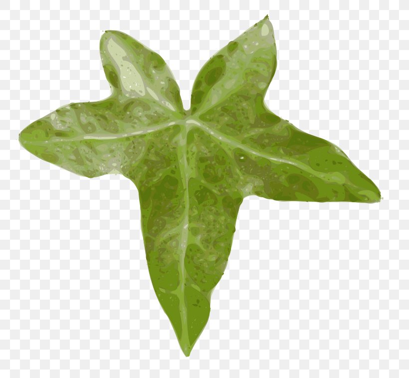 Drawing Leaf Clip Art, PNG, 800x757px, Drawing, Common Ivy, Ivy, Ivy Family, Leaf Download Free