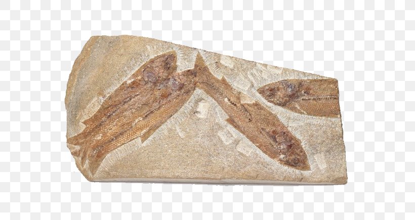 Fossil Bizi Prehistoriko Fish Rock Sea, PNG, 610x435px, Fossil, Artifact, Biologist, Bizi Prehistoriko, Bone Download Free