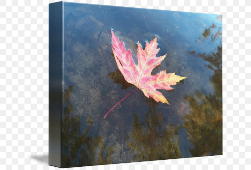 Maple Leaf Painting, PNG, 650x558px, Maple Leaf, Leaf, Maple, Painting, Tree Download Free