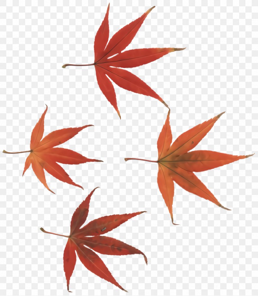 Maple Leaf, PNG, 1868x2144px, Leaf, Black Maple, Flower, Maple Leaf, Plant Download Free