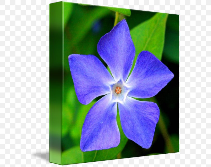 Myrtle Greater Periwinkle Madagascar Periwinkle Flower, PNG, 589x650px, Myrtle, Bellflower Family, Blue, Cobalt Blue, Flora Download Free