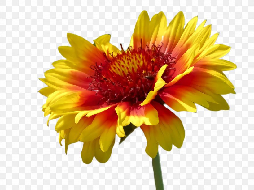 Orange, PNG, 2308x1732px, Flower, Barberton Daisy, Blanket Flowers, Cut Flowers, Flowering Plant Download Free