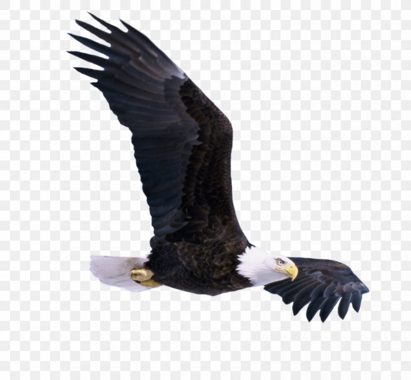 Desktop Wallpaper Transparency Bald Eagle, PNG, 850x786px, Eagle, Accipitriformes, Bald Eagle, Beak, Bird Download Free