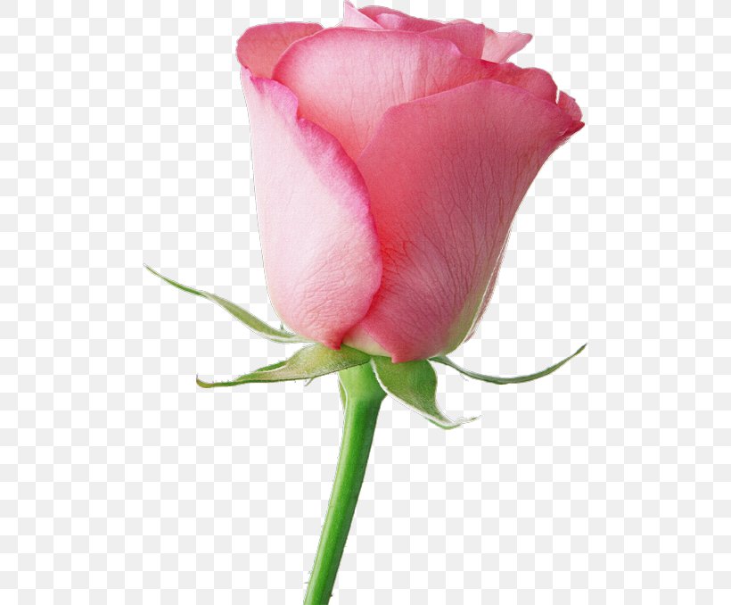 Portable Network Graphics Valentine's Day Centerblog Still Life: Pink Roses Love, PNG, 500x678px, Valentines Day, Bud, Centerblog, China Rose, Close Up Download Free
