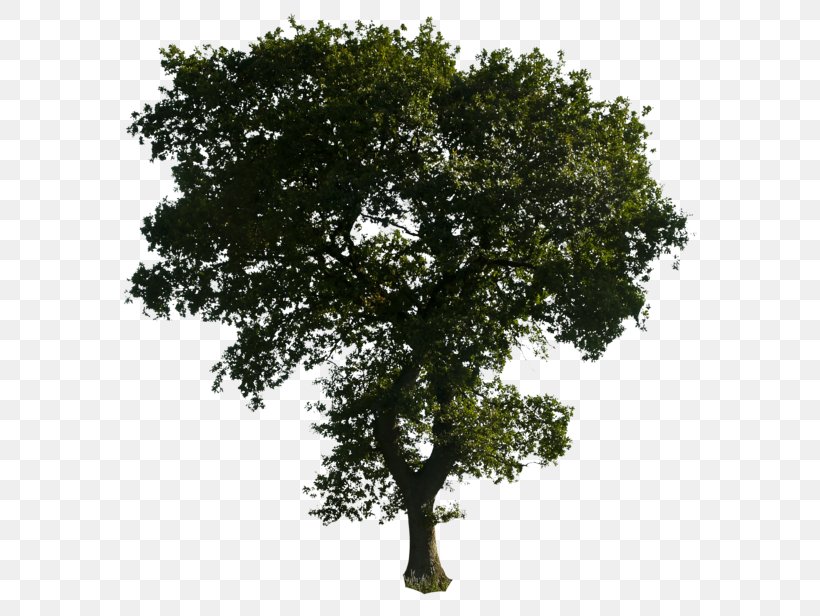 Tree, PNG, 600x616px, Tree, Architecture, Art, Branch, Deviantart Download Free