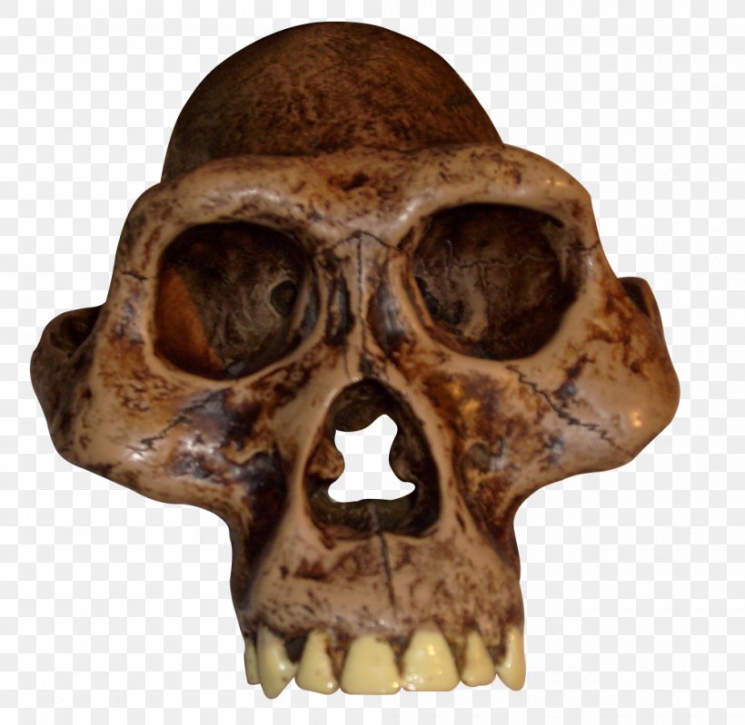 Australopithecus Afarensis Australopithecus Africanus Australopithecus Bahrelghazali Australopithecus Garhi Australopithecus Sediba, PNG, 1000x975px, Australopithecus Afarensis, Australopithecine, Australopithecus Africanus, Australopithecus Anamensis, Australopithecus Bahrelghazali Download Free