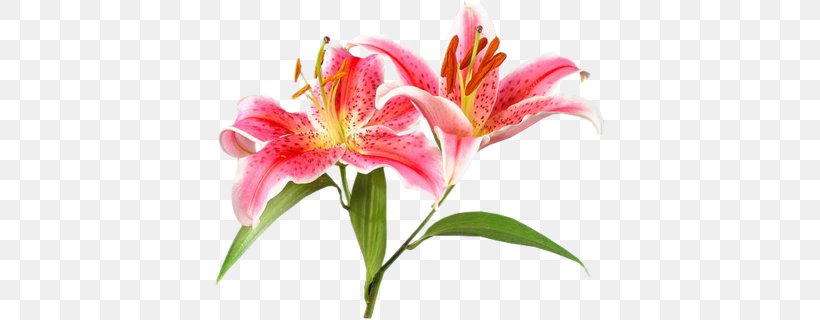 Baku Flower Festival Lilium Clip Art, PNG, 390x320px, Baku Flower Festival, Alstroemeriaceae, Chrysanthemum, Cut Flowers, Daylily Download Free