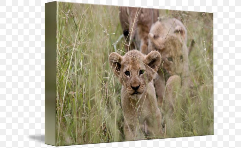 East African Lion Fine Art Work Of Art Imagekind, PNG, 650x504px, East African Lion, Art, Big Cats, Cargo, Carnivoran Download Free