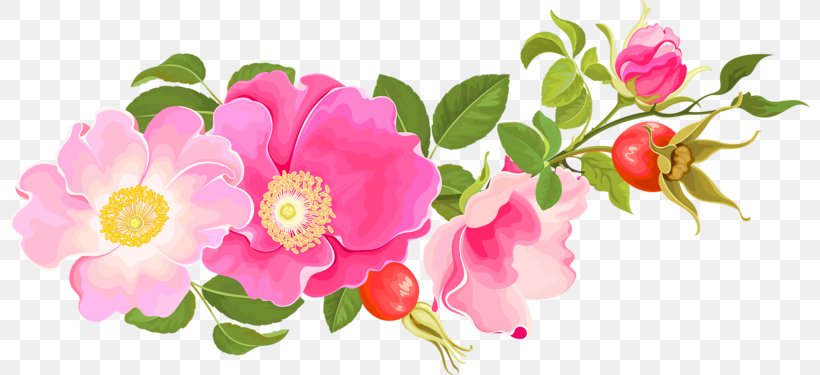 Garden Roses Centifolia Roses Floral Design Floribunda, PNG, 800x375px, Garden Roses, Annual Plant, Blog, Blossom, Camellia Download Free