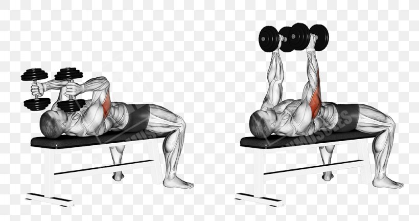 Lying Triceps Extensions Dumbbell Exercise Triceps Brachii Muscle Biceps Curl, PNG, 1024x540px, Watercolor, Cartoon, Flower, Frame, Heart Download Free