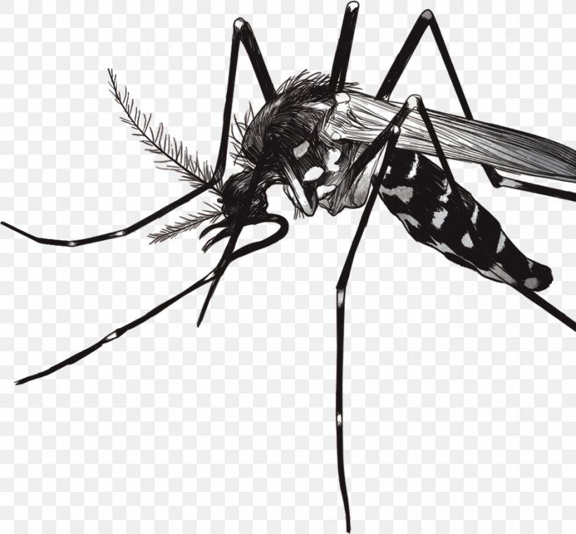 Yellow Fever Mosquito Zika Virus Dengue Zika Fever, PNG, 937x869px, Mosquito, Aedes, Arthropod, Black And White, Chikungunya Virus Infection Download Free