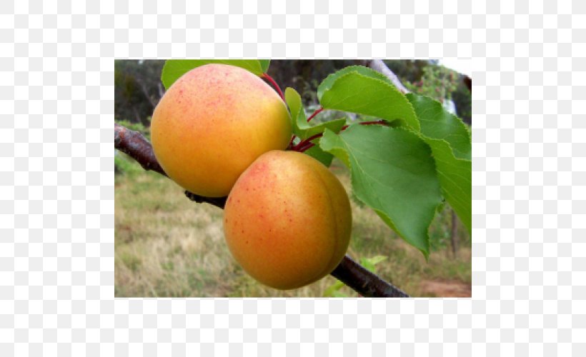 Apricot Cultivar Люизе Auglis Fruit Tree, PNG, 500x500px, Apricot, Apple, Artikel, Auglis, Cherry Plum Download Free
