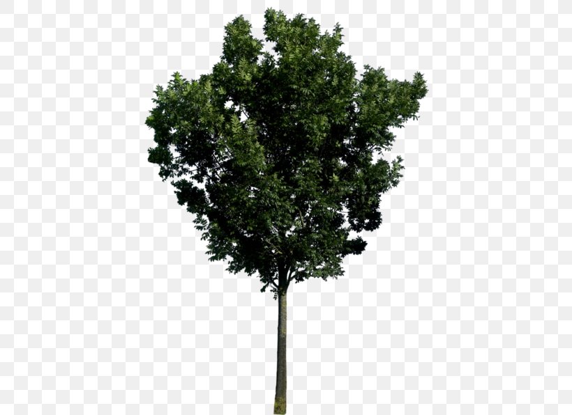 Clip Art Image Tree JPEG, PNG, 420x596px, Tree, Branch, Drawing, Evergreen, Fir Download Free