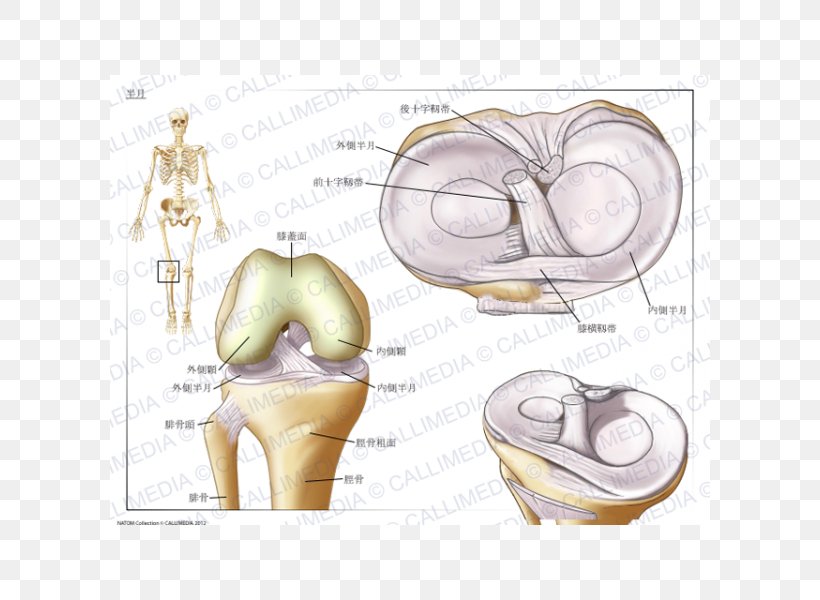 Knee Tear Of Meniscus Osteoarthritis 膝関節, PNG, 600x600px, Watercolor, Cartoon, Flower, Frame, Heart Download Free