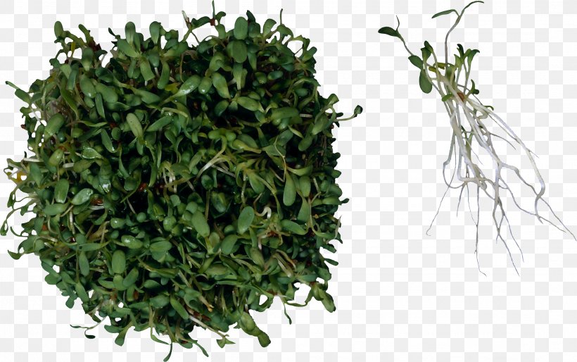 Sprouting Herb Food Salad Alfalfa, PNG, 2168x1360px, Sprouting, Alfalfa, Alfalfa Sprouts, Biluochun, Chia Download Free