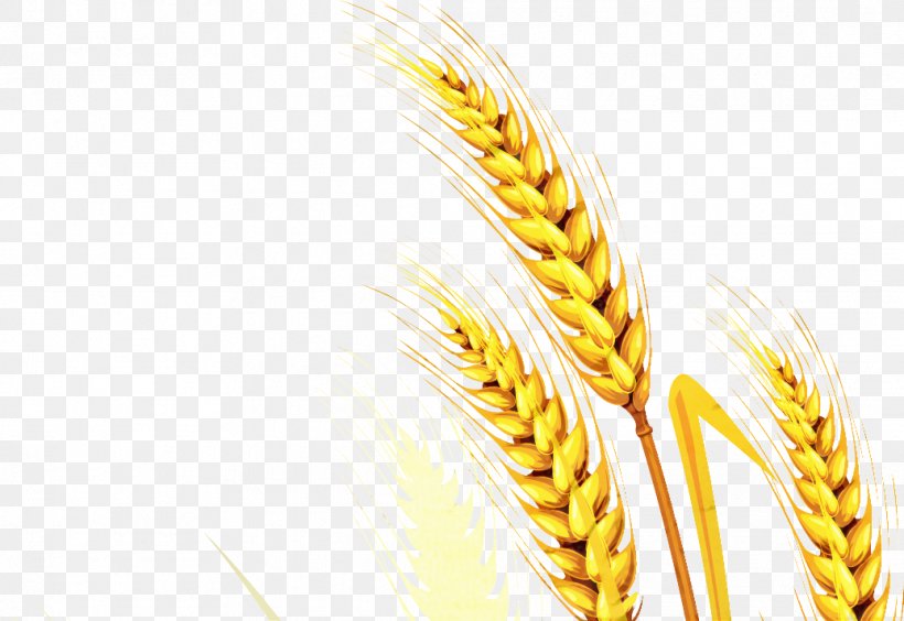 Web Banner, PNG, 1036x713px, Bread, Barley, Cereal, Cereal Germ, Common Wheat Download Free
