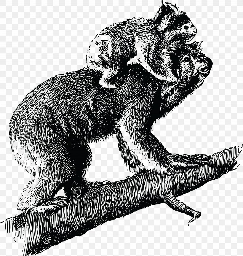 Koala Australia T-shirt Parrot Clip Art, PNG, 4000x4212px, Koala, Animal, Art, Australia, Black And White Download Free