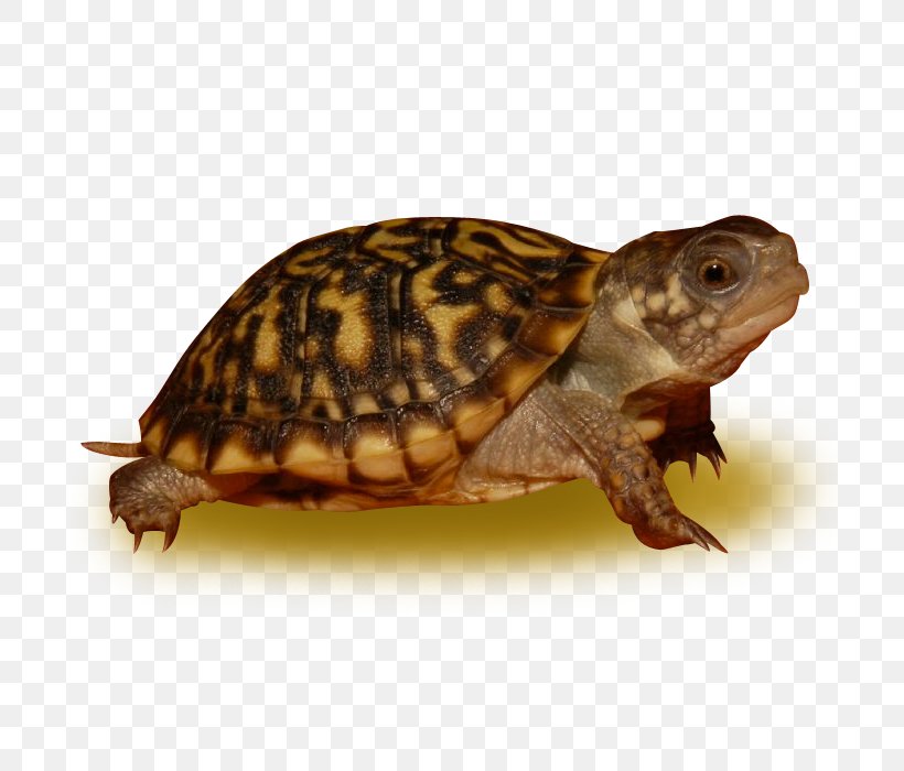 Pond Cartoon, PNG, 700x700px, Box Turtles, Animal, Asian Forest Tortoise, Box Turtle, Common Box Turtle Download Free
