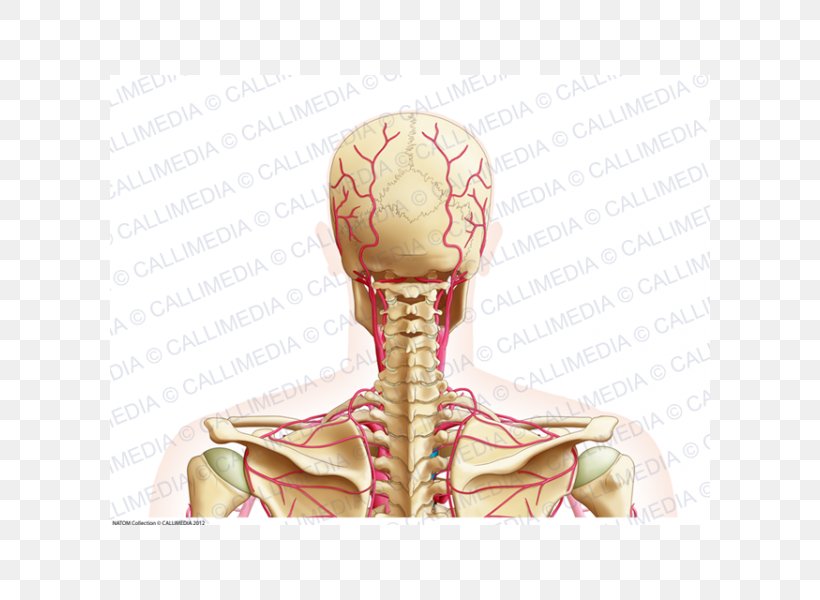 Posterior Triangle Of The Neck Artery Head And Neck Anatomy Vein, PNG, 600x600px, Watercolor, Cartoon, Flower, Frame, Heart Download Free
