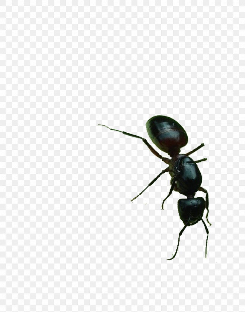 Black Garden Ant Download, PNG, 1240x1576px, Ant, Animal, Animation, Arthropod, Beetle Download Free