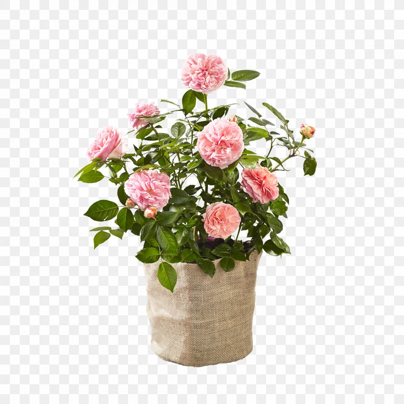 Garden Roses Cabbage Rose Floral Design Cut Flowers Flowerpot, PNG, 1800x1800px, Garden Roses, Annual Plant, Artificial Flower, Cabbage Rose, Cut Flowers Download Free