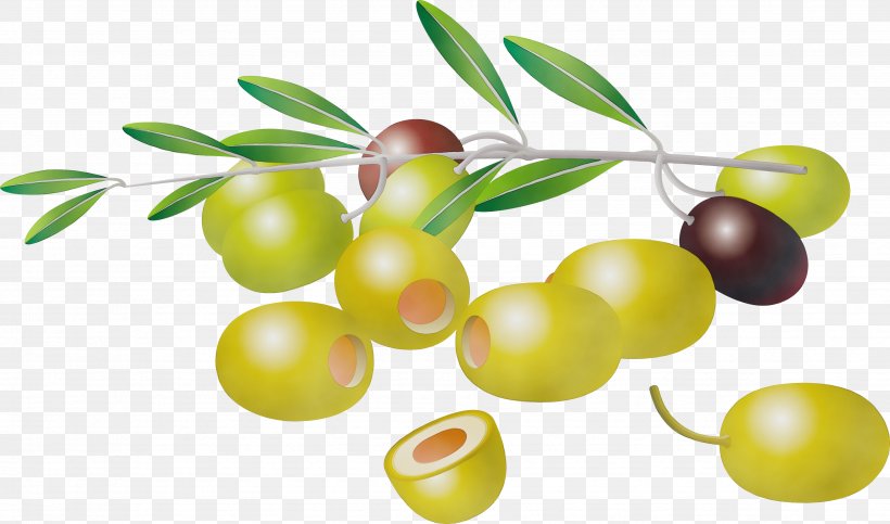 Olive Fruit Plant Tree Flowering Plant, PNG, 3503x2066px, Watercolor, Branch, Flower, Flowering Plant, Food Download Free